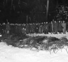 Polowanie reprezentacyjne w Białowieży w styczniu 1931 roku.