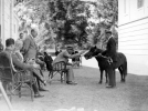 Prezydent RP Ignacy Mościcki ogląda konie w majątku ordynata Alfreda Potockiego w Łańcucie, lipiec 1929 r.)