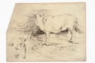 Cyprian Kamil  Norwid, studia owcy (1856 r.)