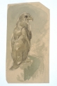 Cyprian Kamil Norwid "Drapieżny ptak" (1841-1883 r.)