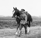 Rtm. Józef Szostak z koniem podczas rajdu żołnierzy 1 Pułku Szwoleżerów do Morskiego Oka 3.10.1928 roku.