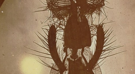 Zdjęcie mikroskopowe ryjka muchy pokojowej.  