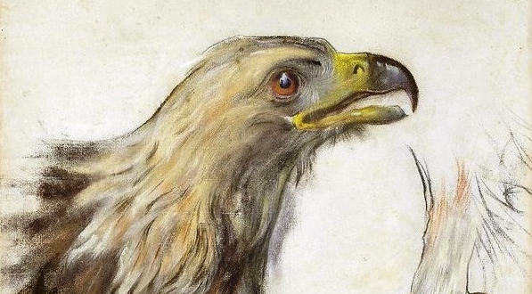  "Studium głowy i szponów orła" Stanisława Wyspiańskiego.  