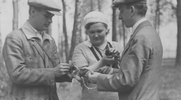  Obrączkowanie ptaków. (1931 r.)  