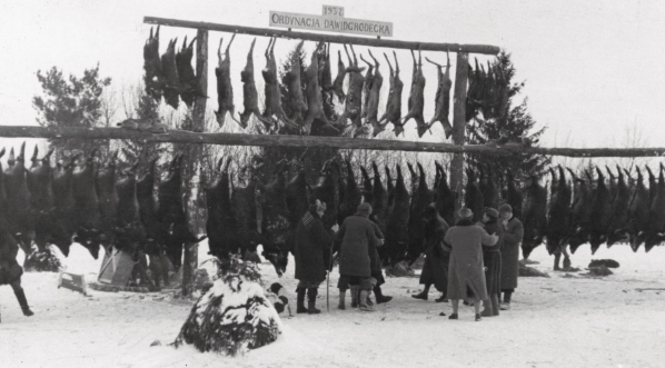  Polowanie w ordynacji księcia Karola Mikołaja Radziwiłła w lutym 1937 roku. (2)  