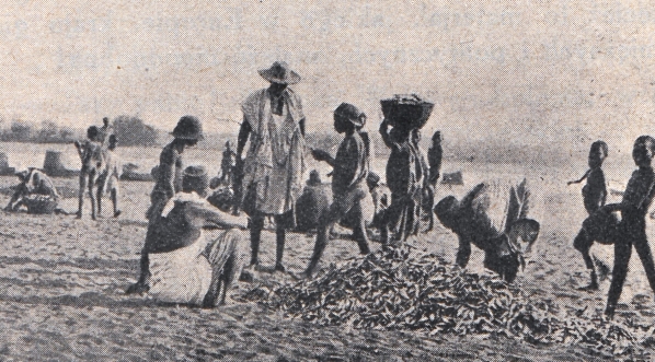  "Dzieci rybaków z Nigry przy stosie złapanych ryb."  