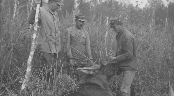  Polowanie na łosie w majątku hrabiego Jarosława Potockiego we wrześniu 1931 roku.  